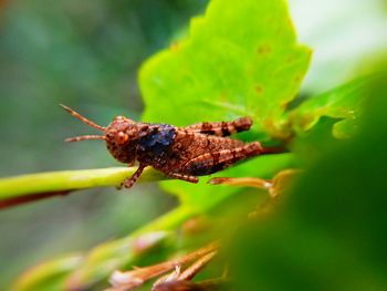 Close-up of insect on plant