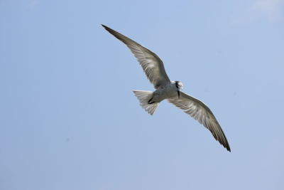 Low angle view of seagull flying against clear sky