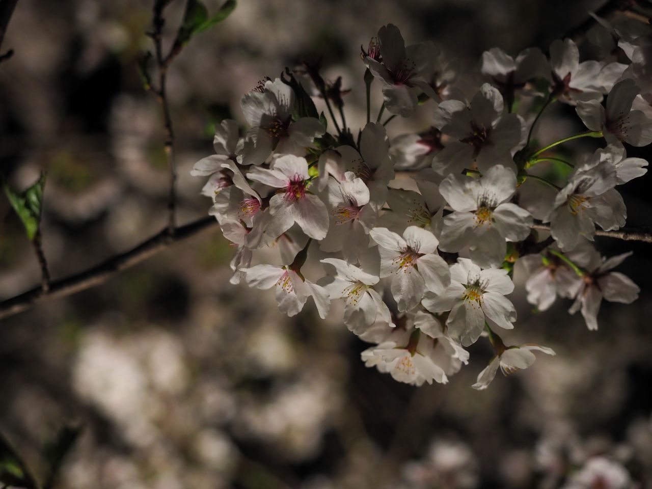 CLOSE-UP OF CHERRY BLOSSOM