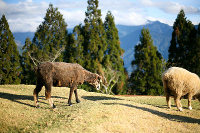 Black sheep in the farm 