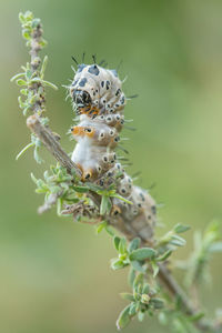 Close-up of insect on flower