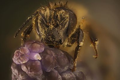 Close-up of caterpillar