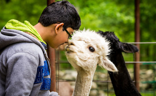 Close-up of boy with llama
