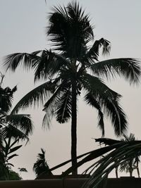 Low angle view of palm trees against clear sky