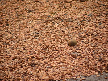 Full frame shot of ball on ground