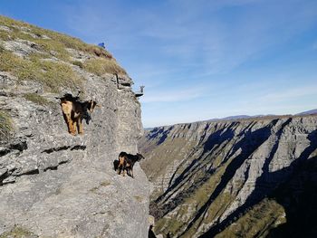 View of two horses on rock against sky