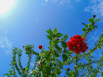 Low angle view of red flowering plant against blue sky