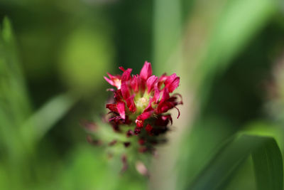 Close-up of pink flower