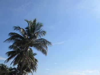 Low angle view of palm tree against blue sky