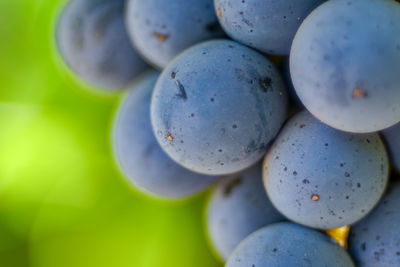 A close-up view of wine grapes ripening on the vine.