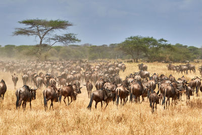 The great migration of wildebeest