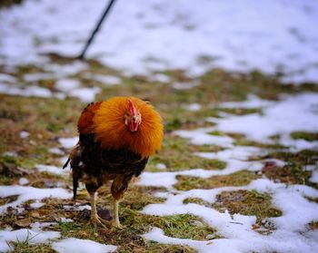 View of a bird on snow covered field