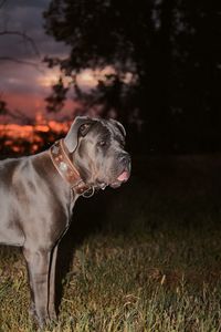 Dog looking away on field