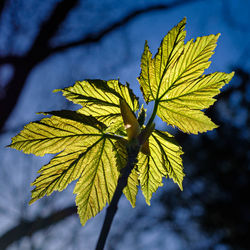 Close-up of autumnal leaves