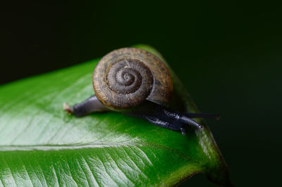 Close-up of snail on leaves