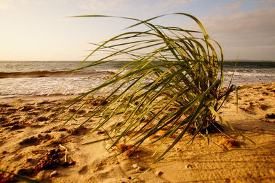 Plants growing on beach against sky