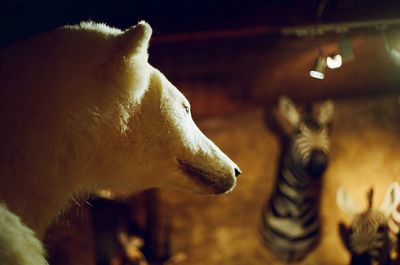 Taxidermy of animals in room