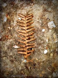 Close-up of leaves on rock