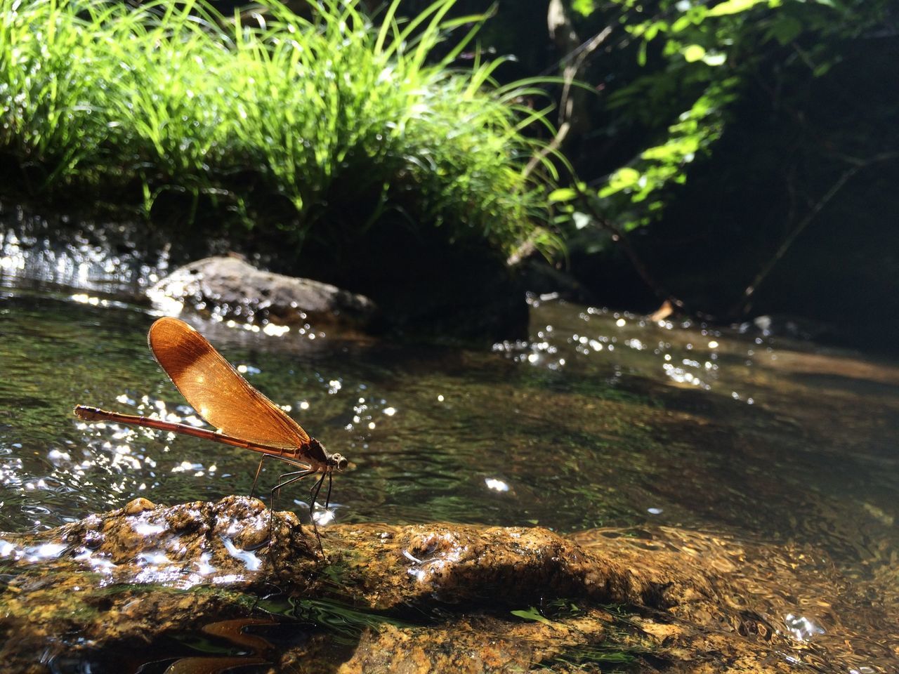 water, tree, nature, rock - object, beauty in nature, tranquility, plant, growth, forest, day, outdoors, river, animals in the wild, no people, animal themes, sunlight, lake, one animal, wildlife, tranquil scene