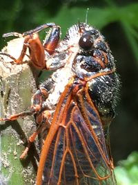 Close-up of insect