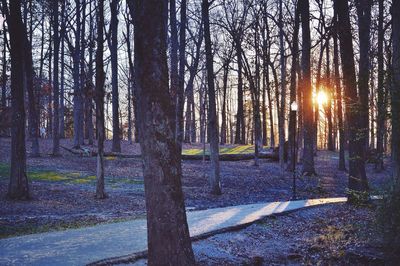 Sun shining through trees in forest