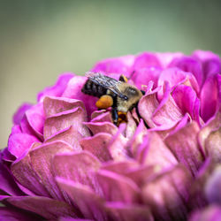 Close-up of bee pollinating on pink flower