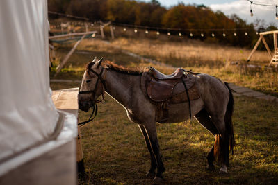 Horse standing on field