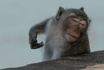 Long-tailed macaque scratching itself with eyes closed