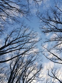 Low angle view of bare tree against sky