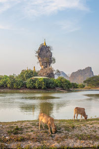 View of a horse in the water