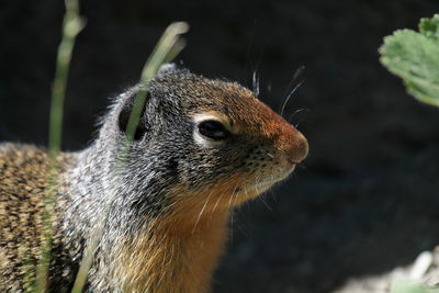 Close-up of an animal