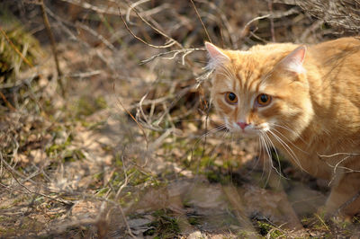 Portrait of a cat on field