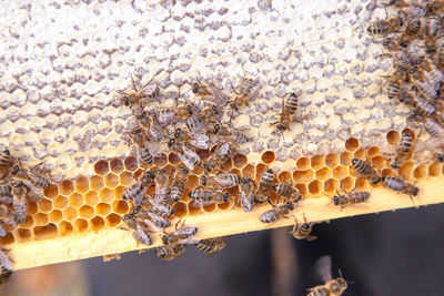 Close-up of bee on the wall