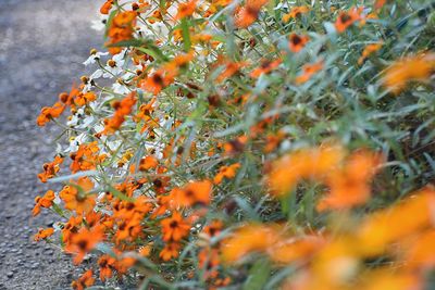 Close-up of orange flowering plant