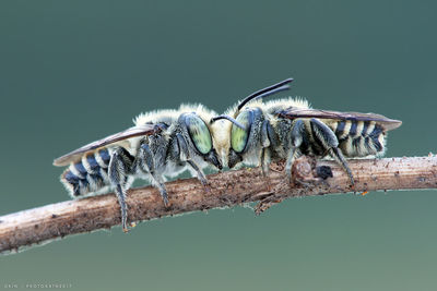 Close-up of insects on branch