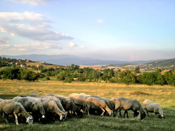 Sheeps at the pasture