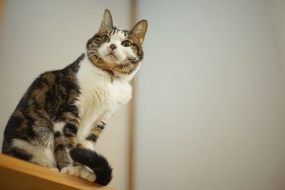 pet