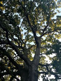 Low angle view of tree against sky