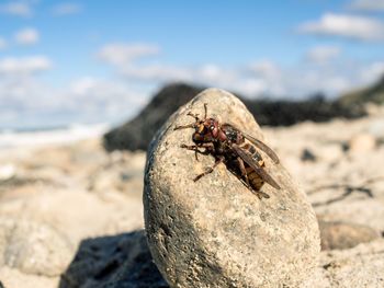 Close-up of insect on rock against sky