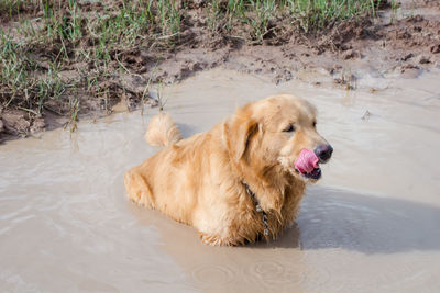 High angle view of golden retriever