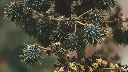 Close-up of pine cone