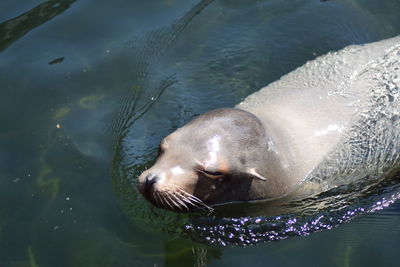 Close-up of seal swimming in sea