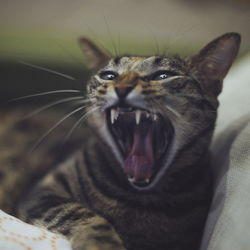 Close-up portrait of a cat