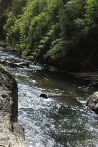 Scenic view of river stream amidst trees in forest