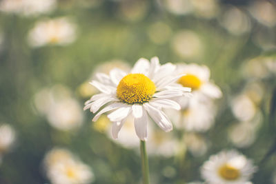 Close-up of yellow flower blooming outdoors