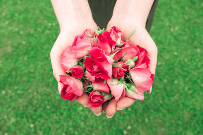 Close-up of hand holding pink flower