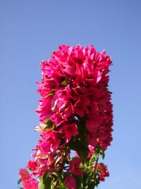 Low angle view of pink flowers against clear sky