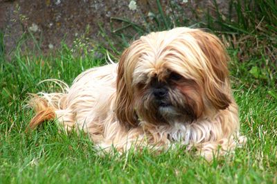 View of a dog on grass