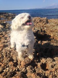 Dog on beach against sky
