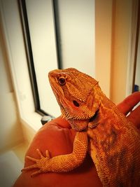 Close-up of lizard on window at home